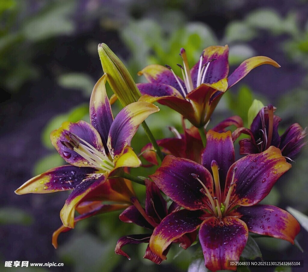 多彩百合花绽放