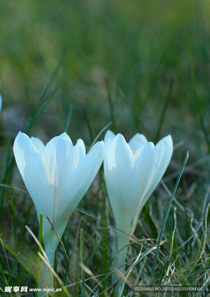 两朵白色番红花绽于草地