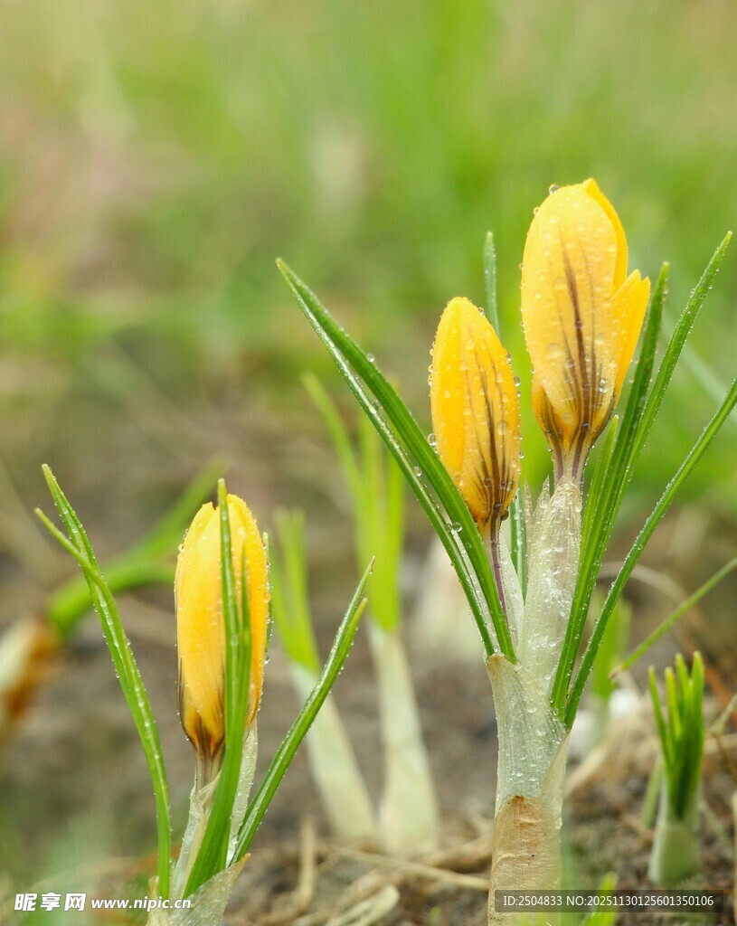 黄色番红花破土而出