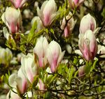 玉兰花绽放枝头