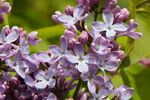 紫丁香花朵特写