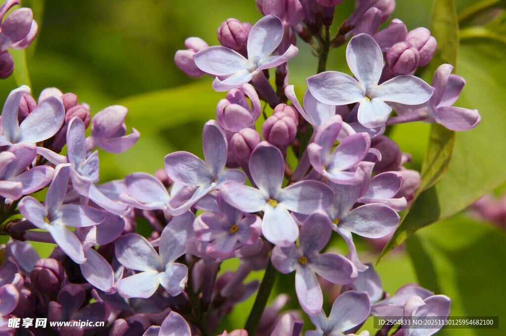 紫丁香花朵特写
