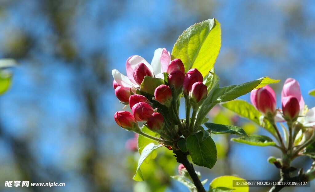 枝头绽放的苹果花