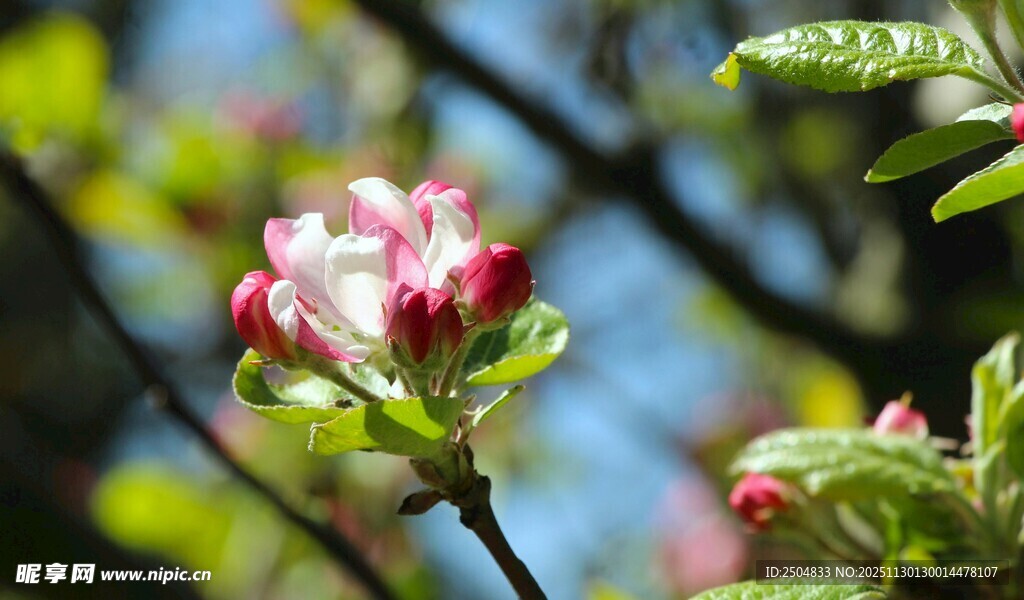 娇艳苹果花绽放枝头