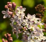 淡紫色丁香花特写