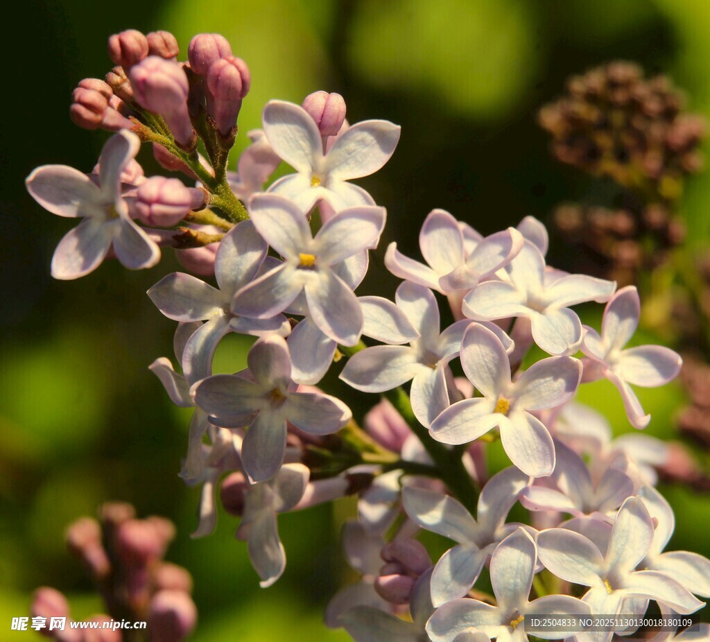 淡紫色丁香花特写