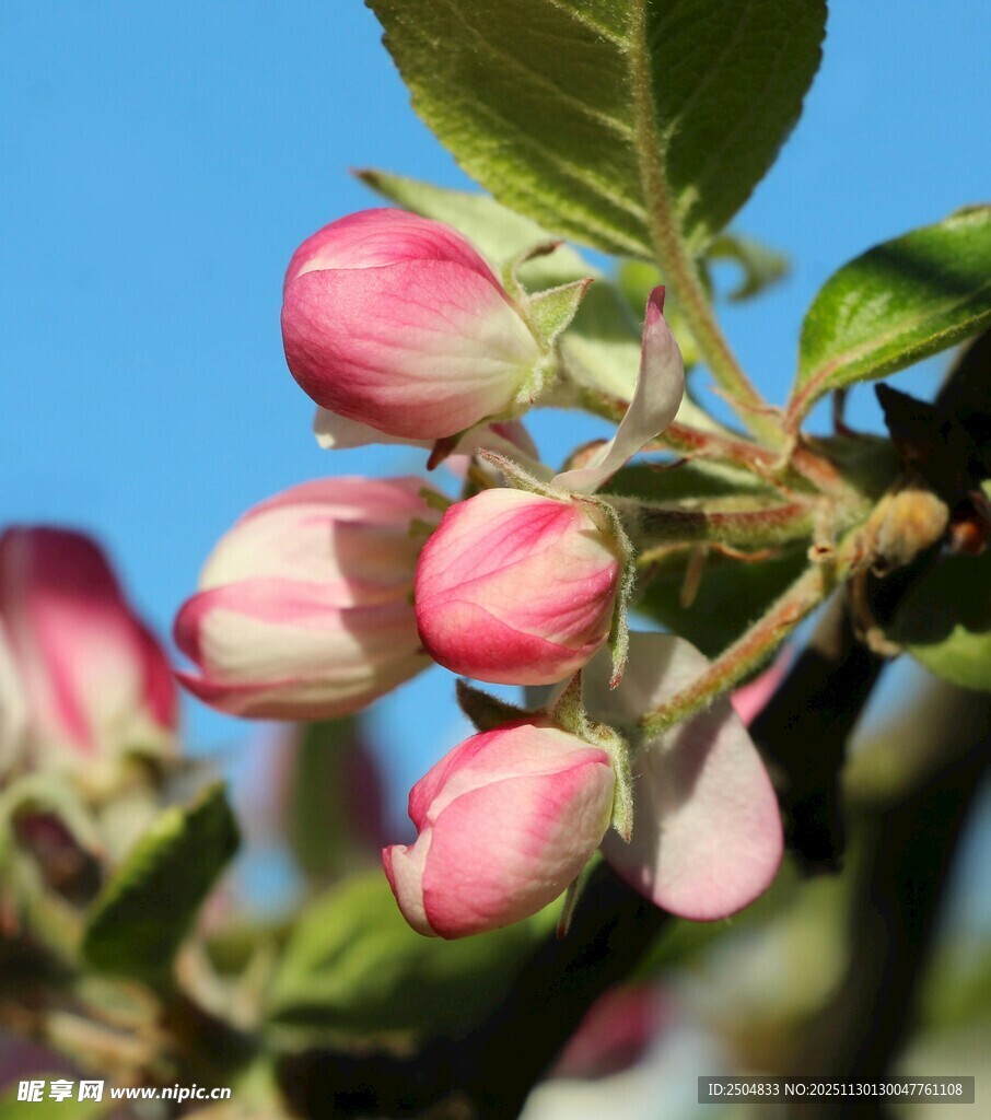 枝头粉嫩苹果花初绽