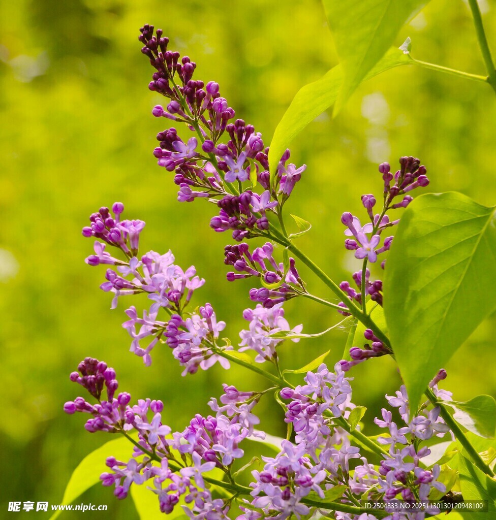 紫丁香绽放于绿意间