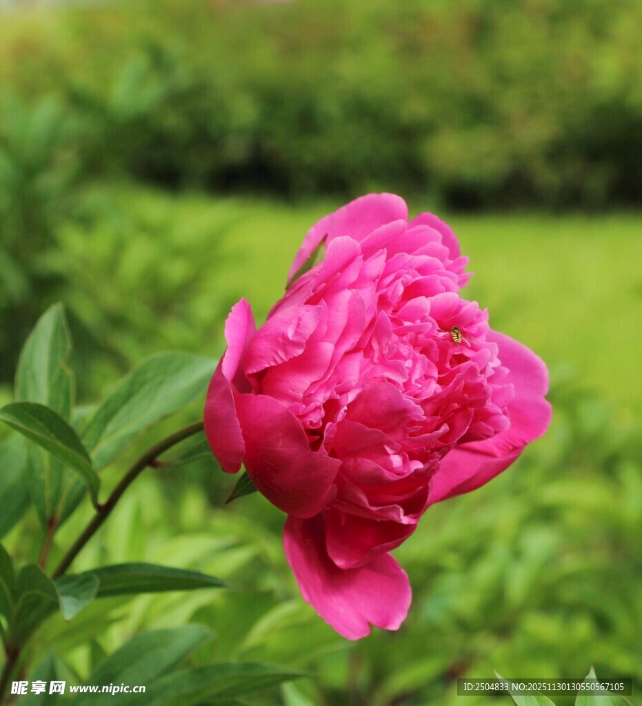 娇艳盛开的粉色牡丹花