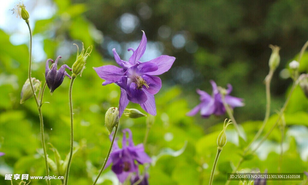 紫色风铃花绽放于绿野