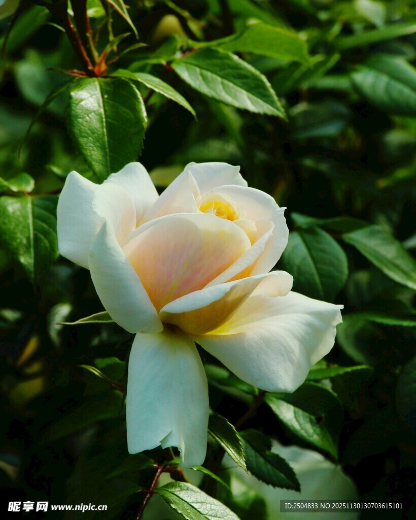 白色娇艳玫瑰绽放绿叶间