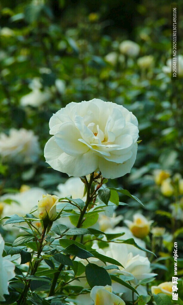 白色玫瑰绽放于花丛中