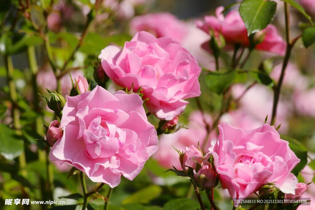 娇艳粉色蔷薇绽放