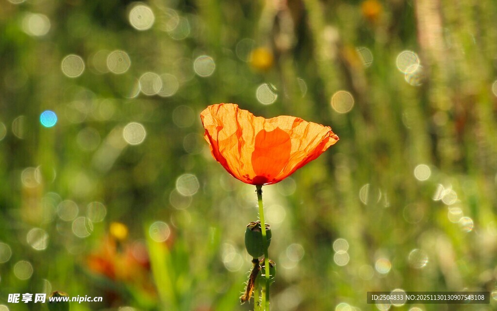 娇 虞美人绽于绿意间