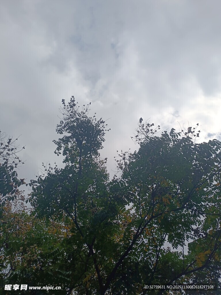 阴天中的树木景观