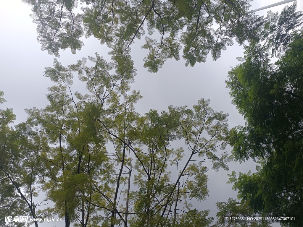 仰视茂密树林树冠