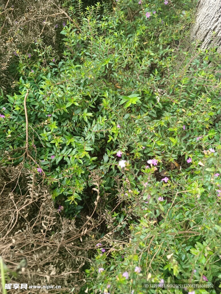 繁茂绿植中的多彩花朵