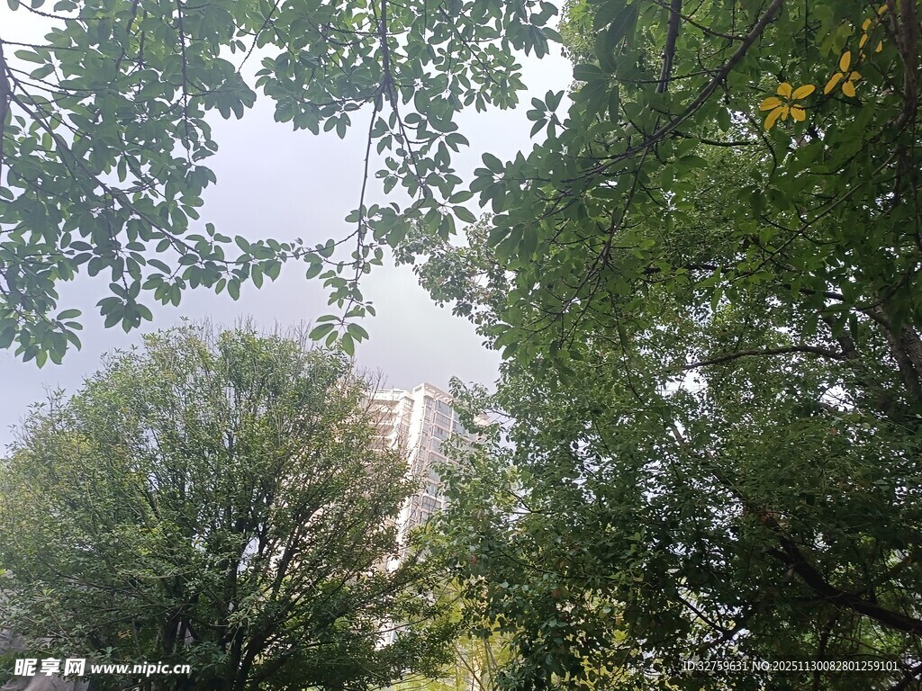 透过枝叶望远处建筑