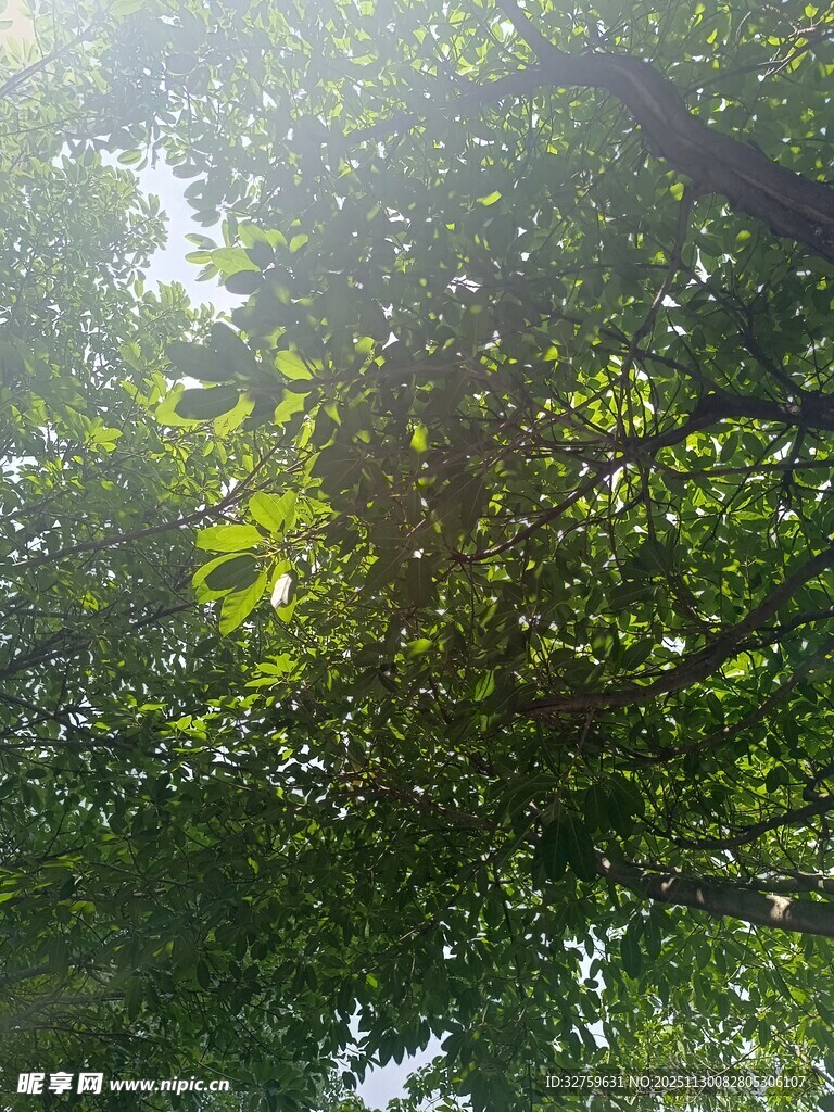 阳光透过树叶的绿意景象