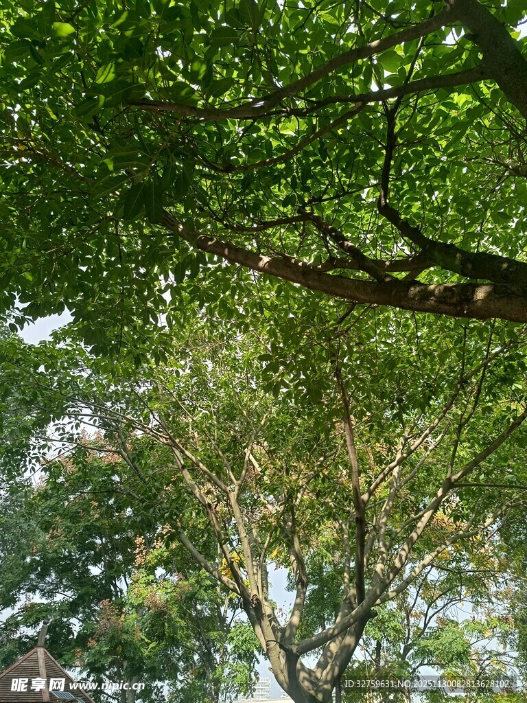 仰视繁茂绿树树冠