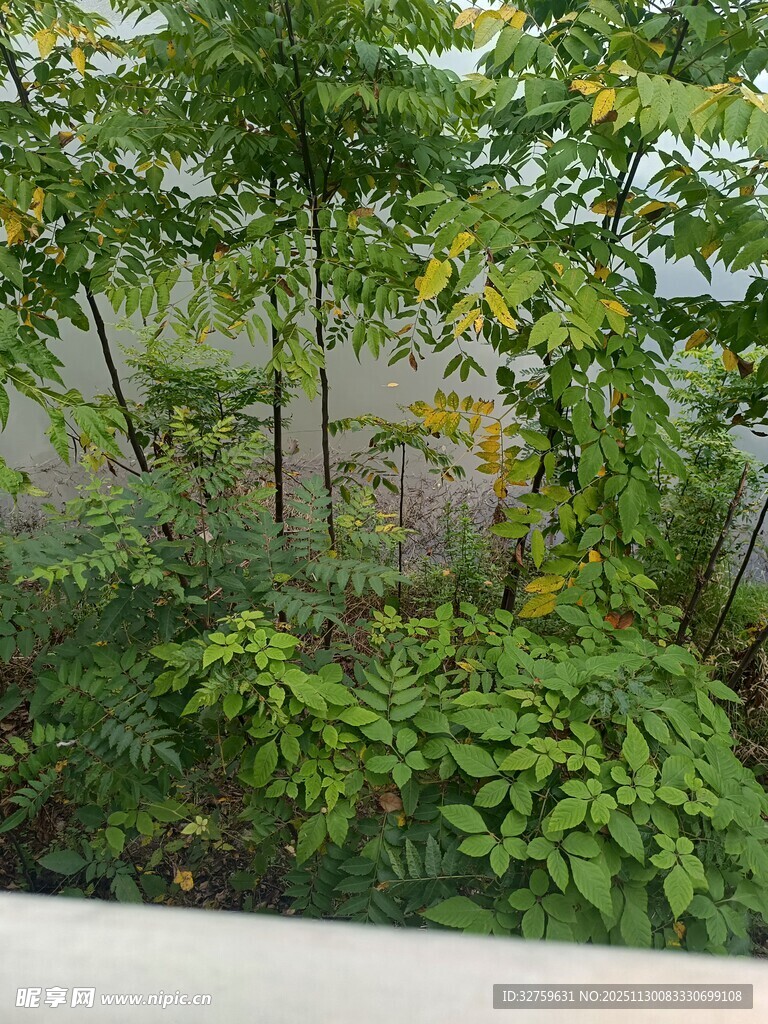 绿意盎然的庭院植物景观