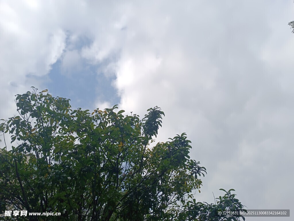 树梢上的蓝天白云