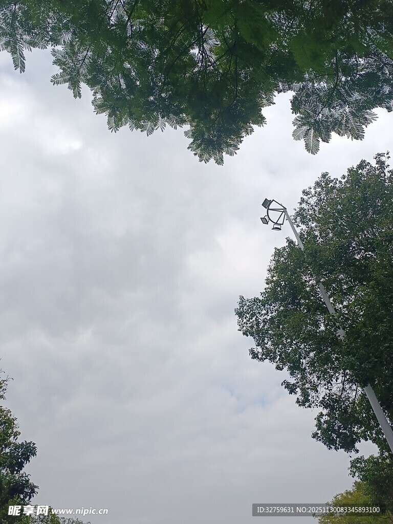 仰视天空中的绿树与白云