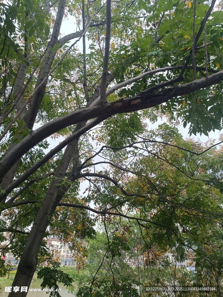 繁茂树枝下的绿意景象