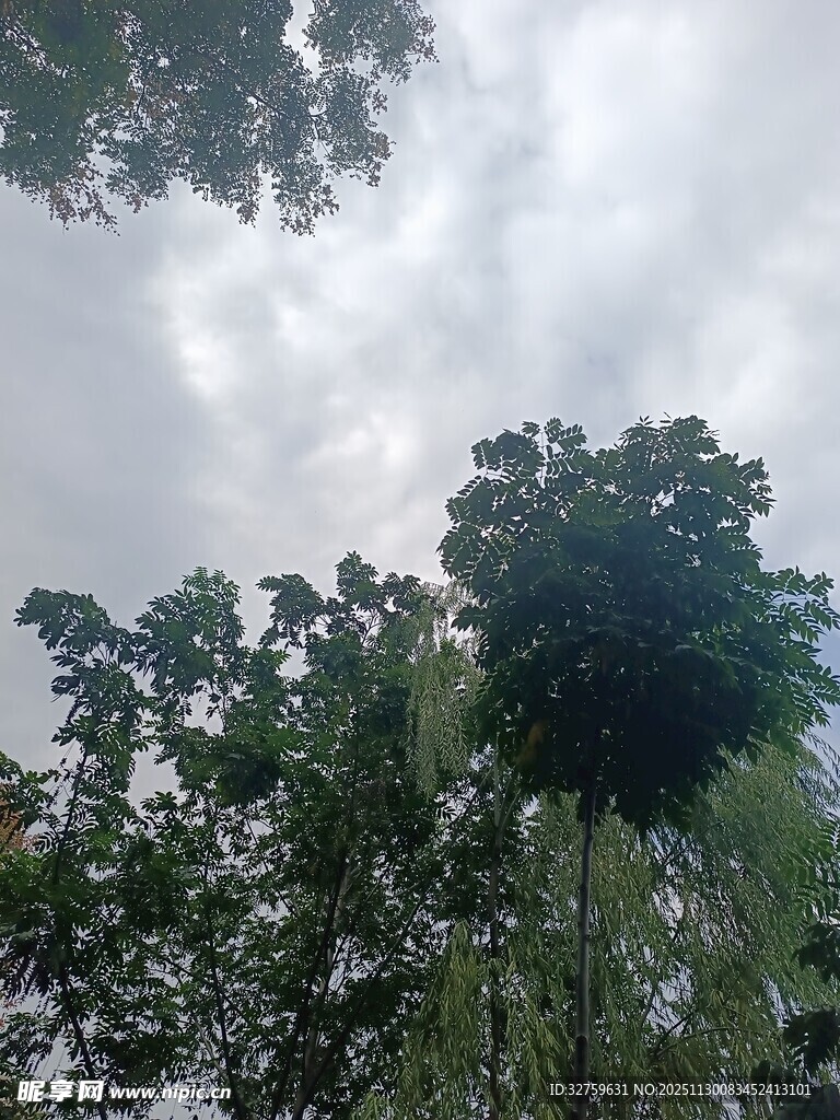 仰视茂密树林与天空