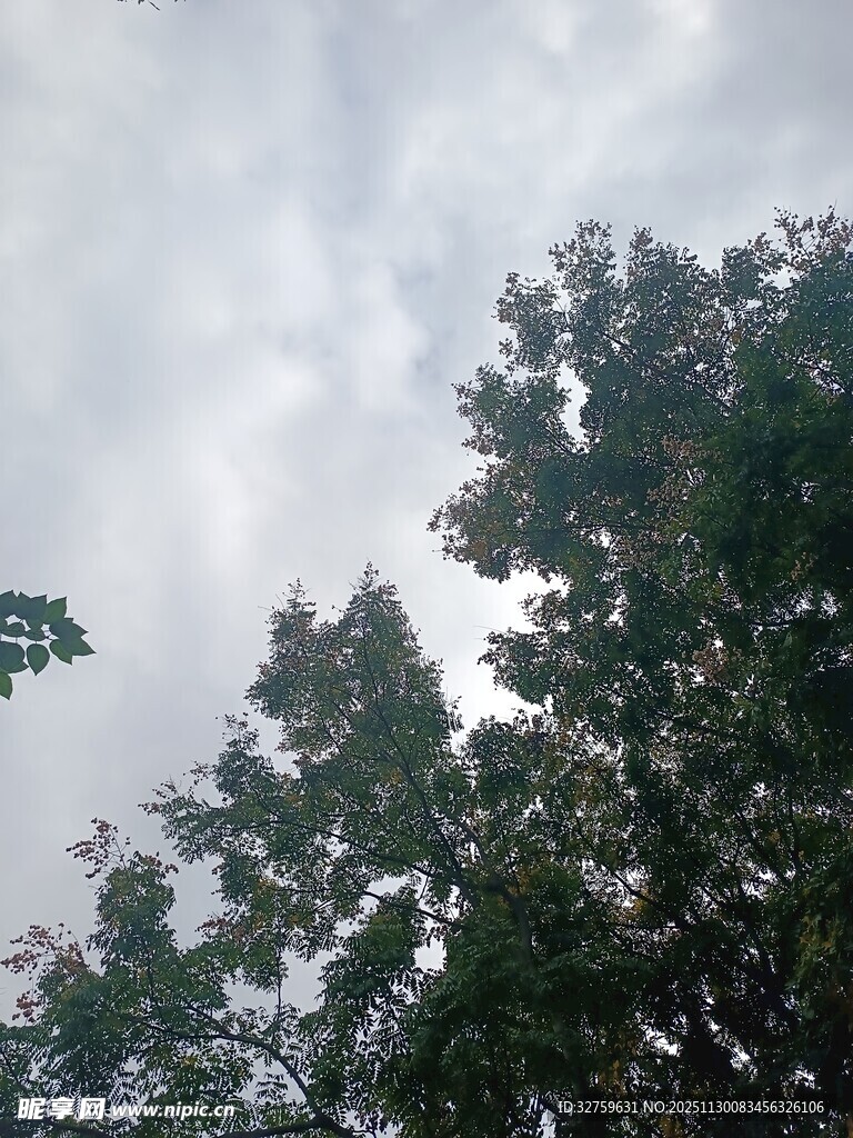 树梢之上的天空景致