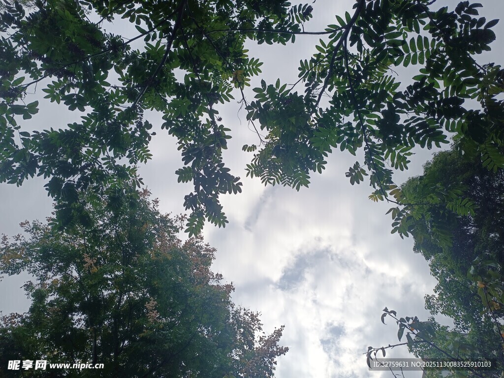 仰视树冠下的天空景象