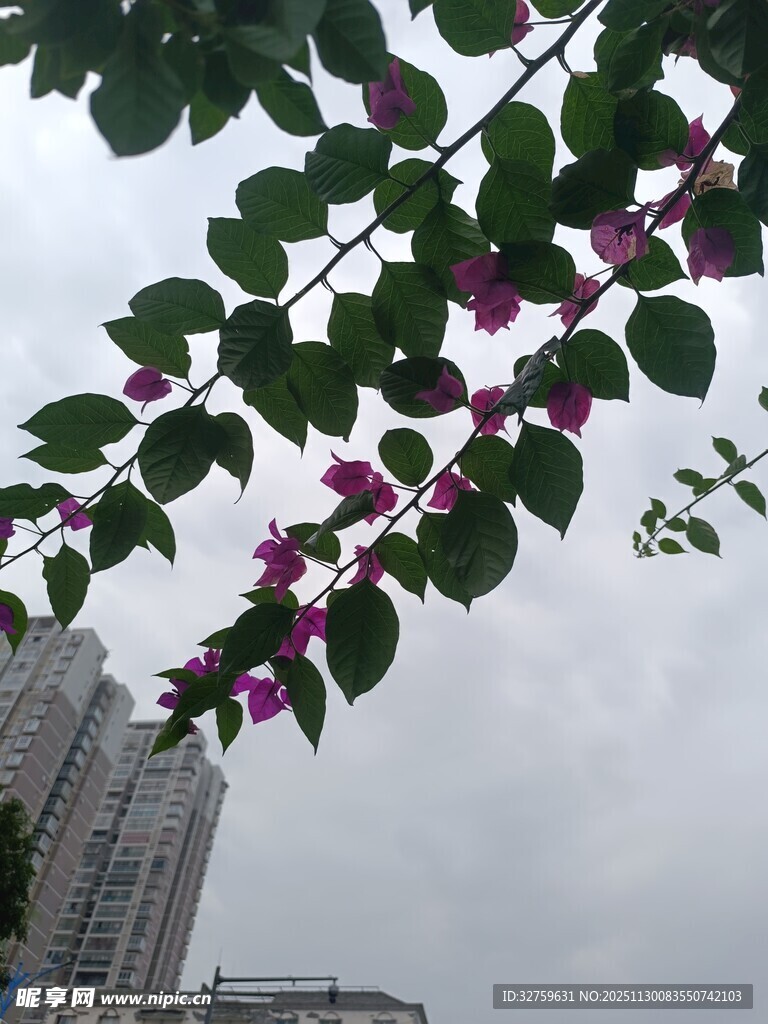 城市中绽放的紫花绿叶