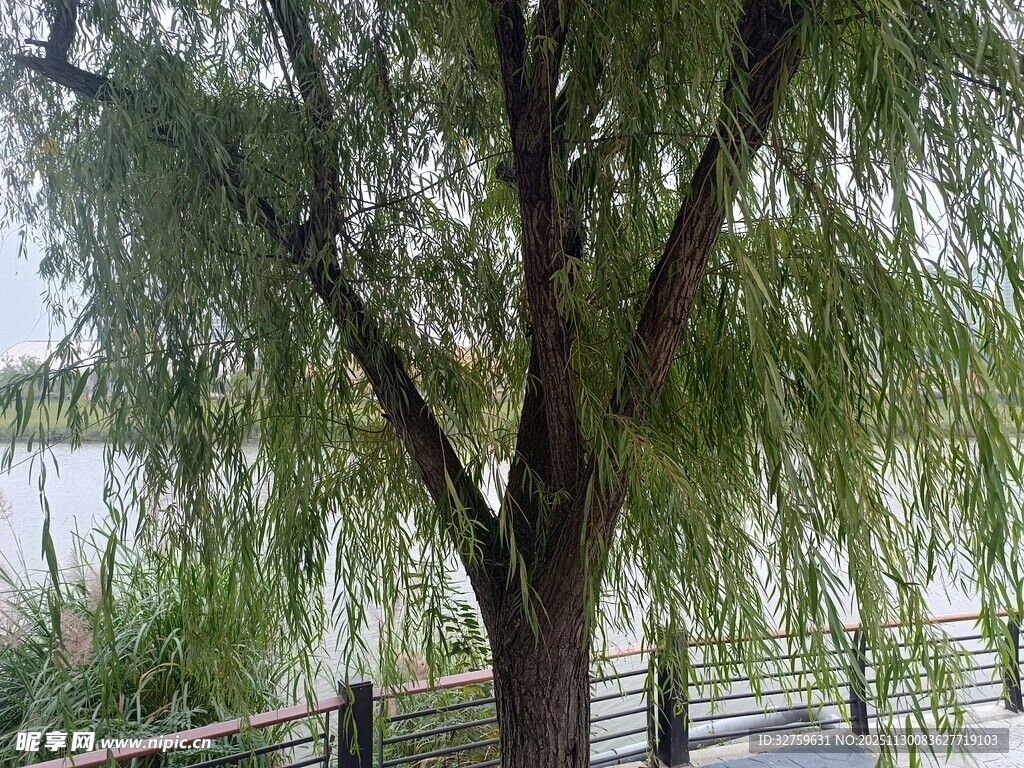 湖畔垂柳景观