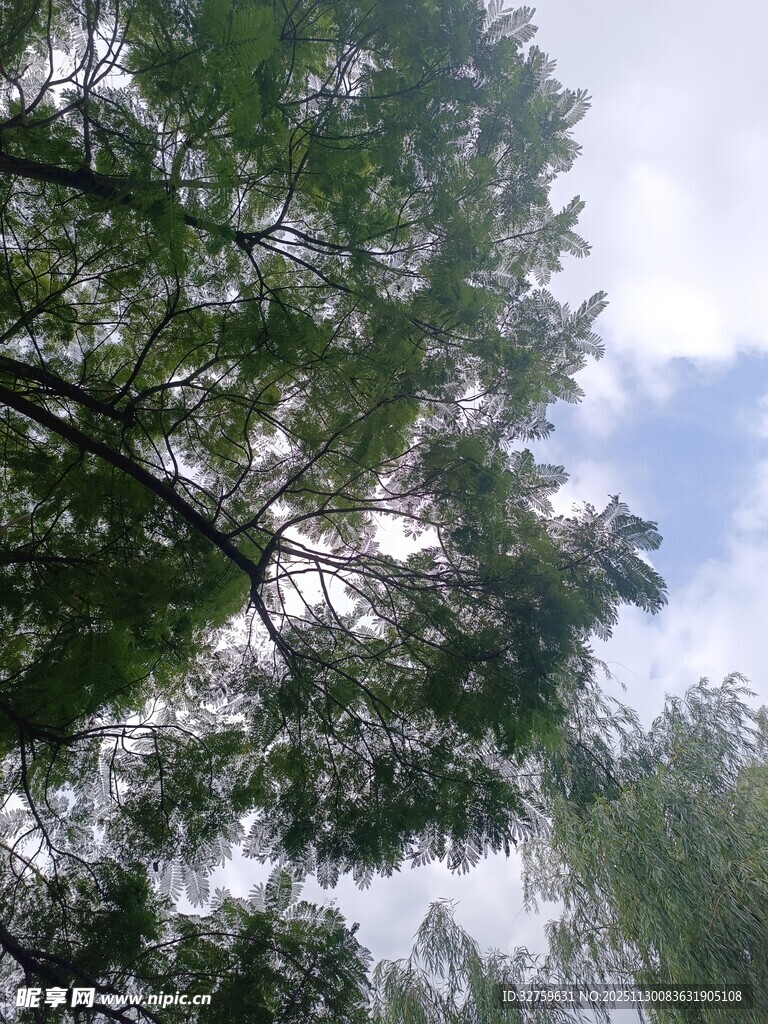 仰视繁茂枝叶与蓝天