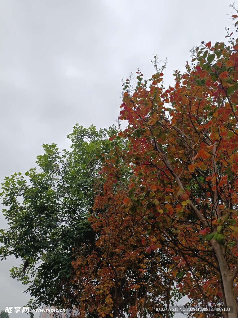 秋日斑斓树木景致