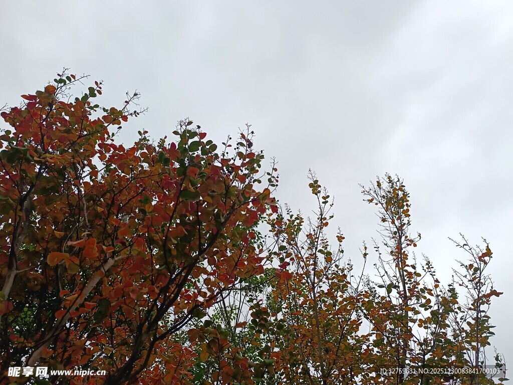 秋日红叶树梢景