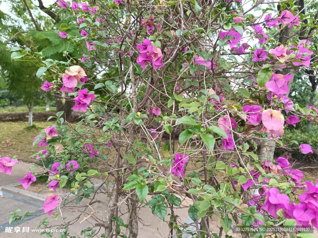 繁花满枝的绚烂植物景观