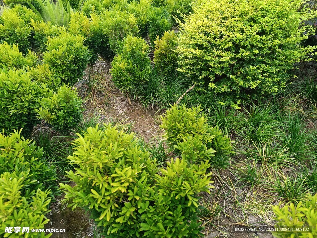 俯瞰翠绿繁茂的植物景观