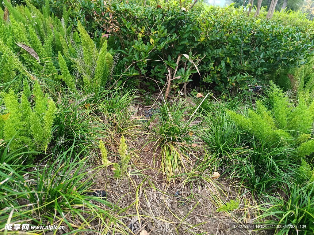 野外繁茂的绿色植物景观