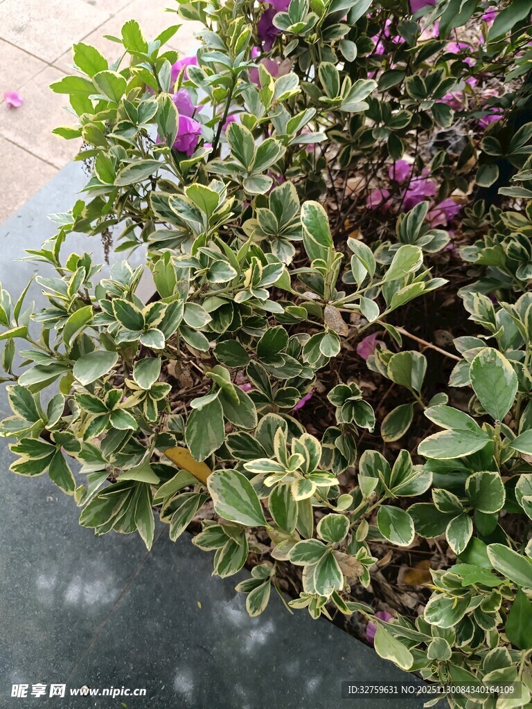 绿叶间的紫色小花