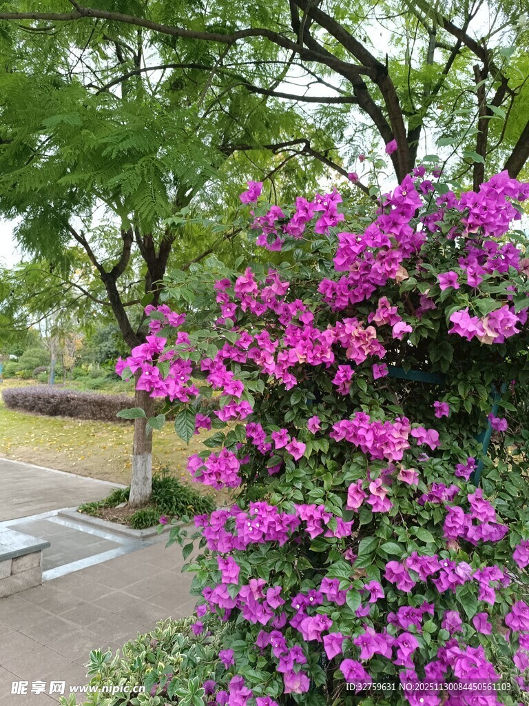 繁花簇拥的烂漫三角梅