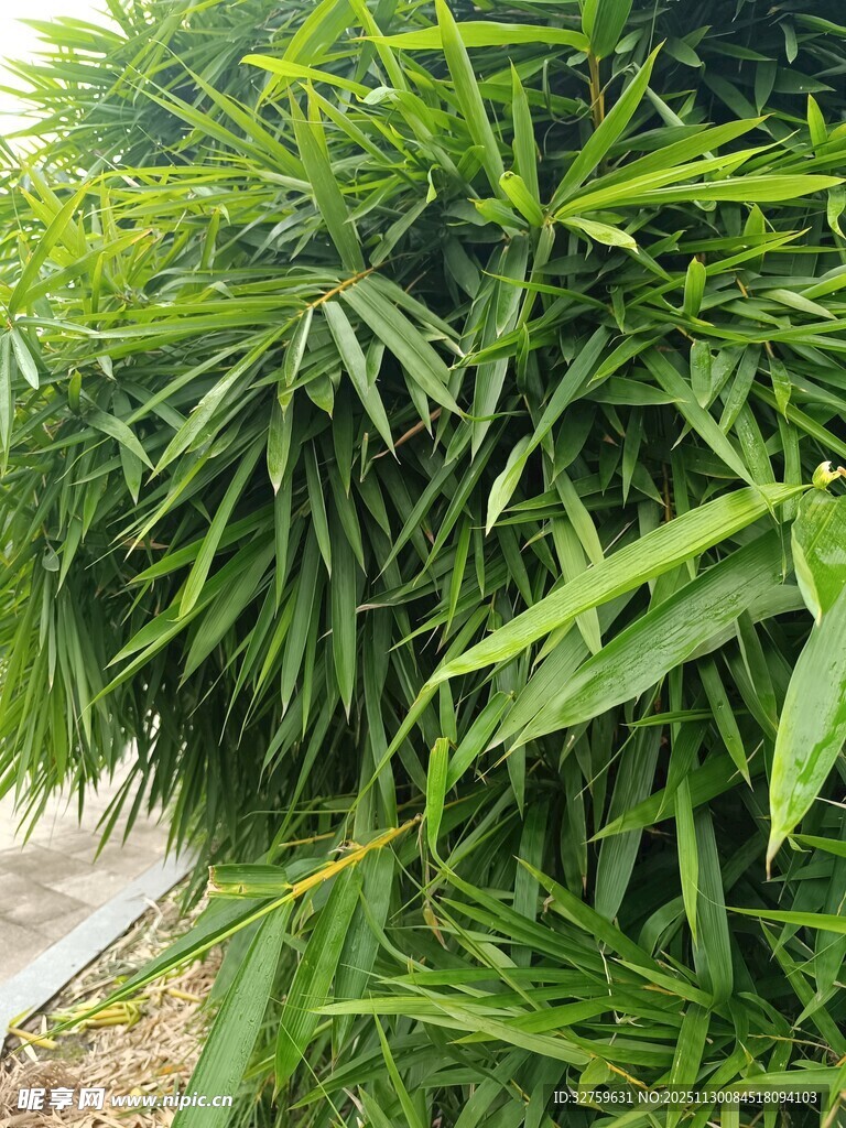 翠绿繁茂的热带植物景观