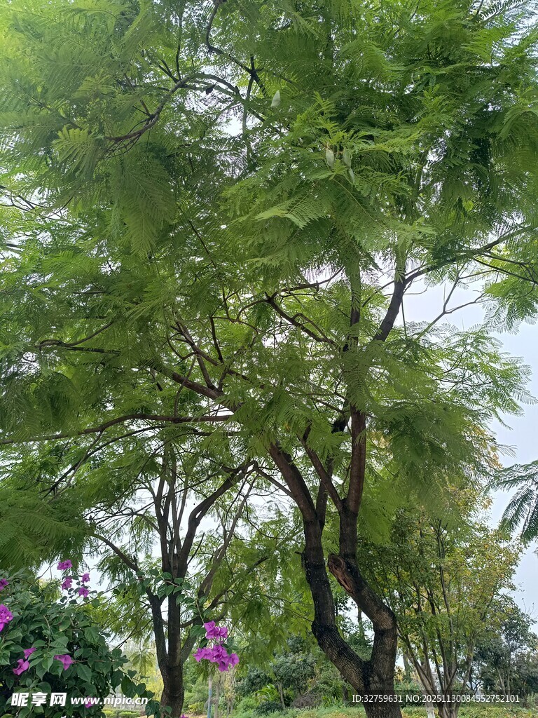 绿叶繁茂的树木景观