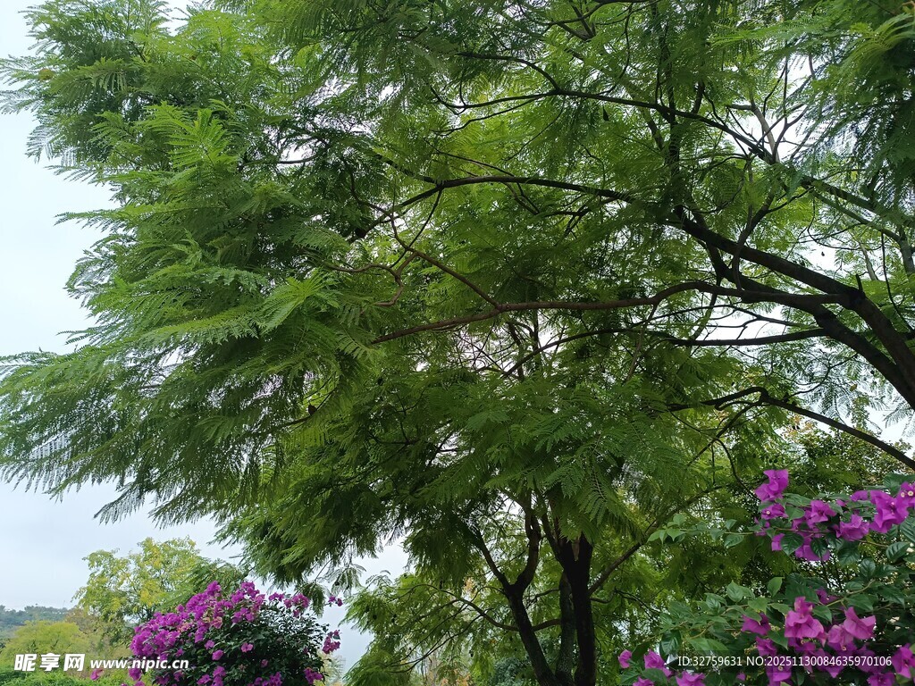 绿树繁花的自然景致