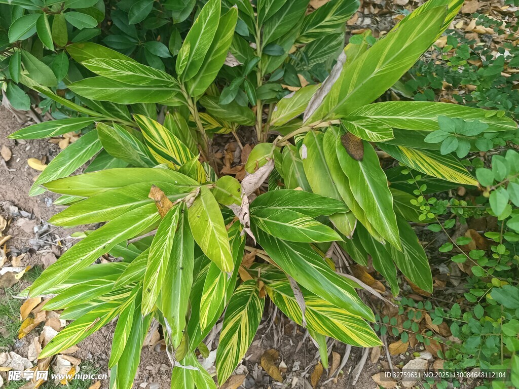 翠绿斑纹竹植物特写