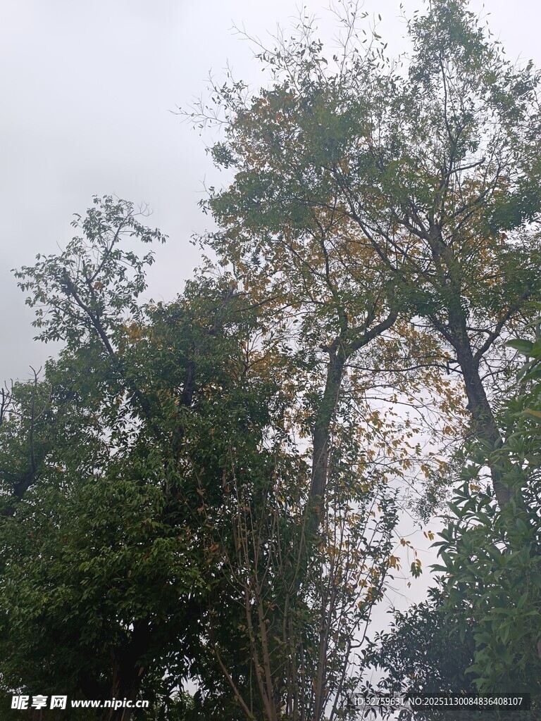 茂密树林中的高大树木