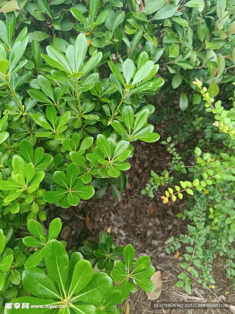 翠绿繁茂的户外植物景观