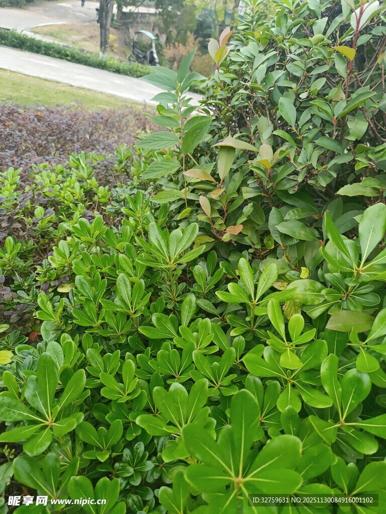 翠绿繁茂的园林绿植景观