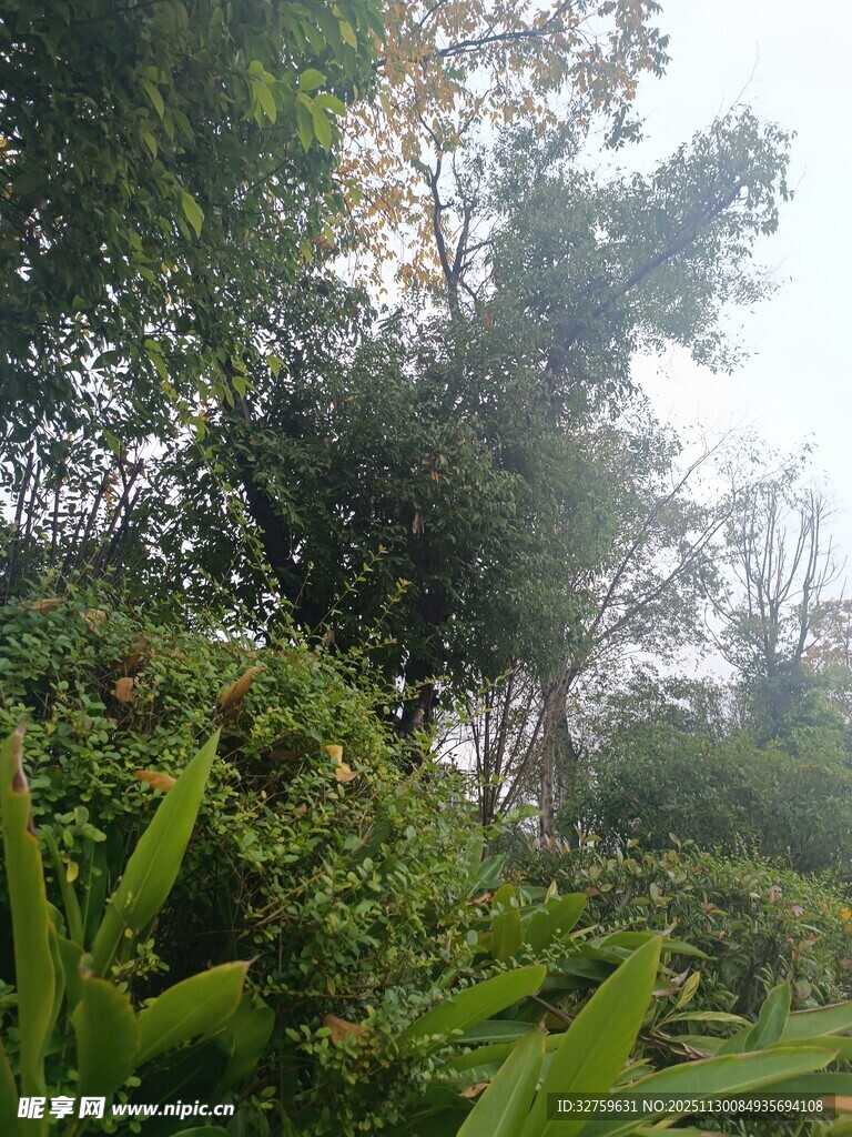 茂密丛林绿意盎然