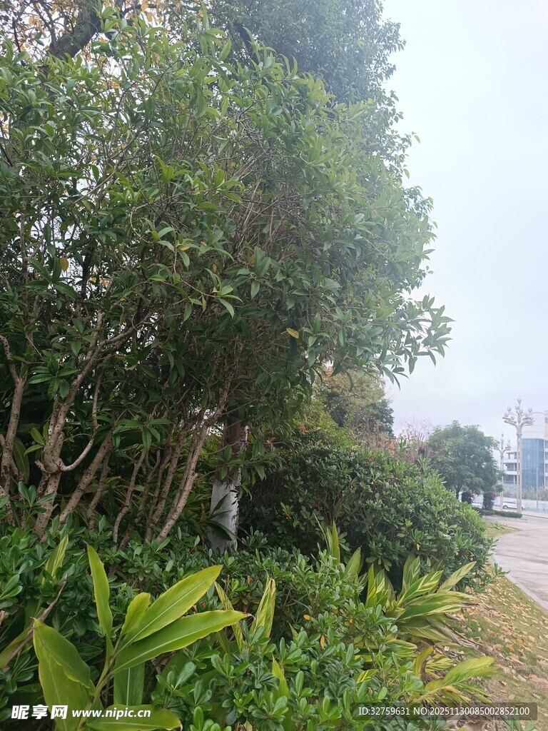 路边繁茂绿植景观